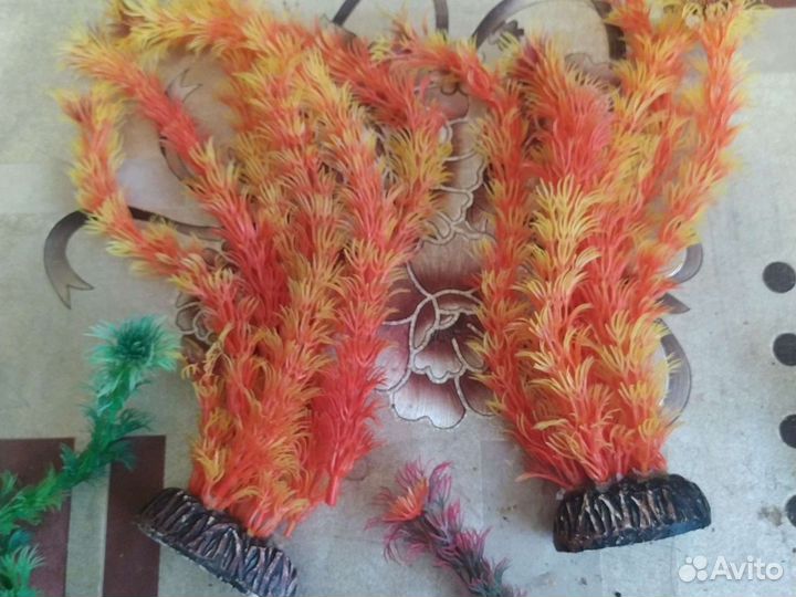 Растения для аквариума