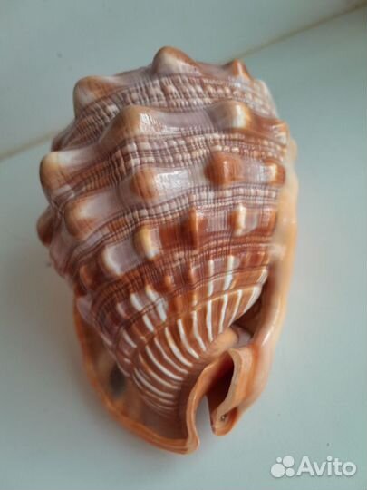 Ракушка Ципрея кассис руфа