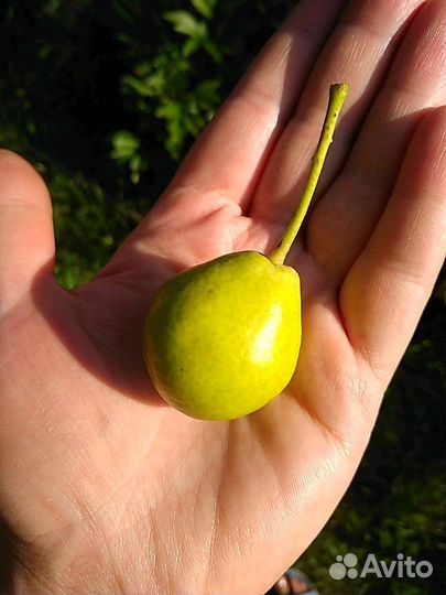 Груша Дулька