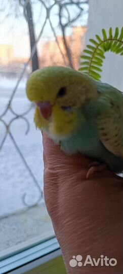 Волнистый попугай ввп чех