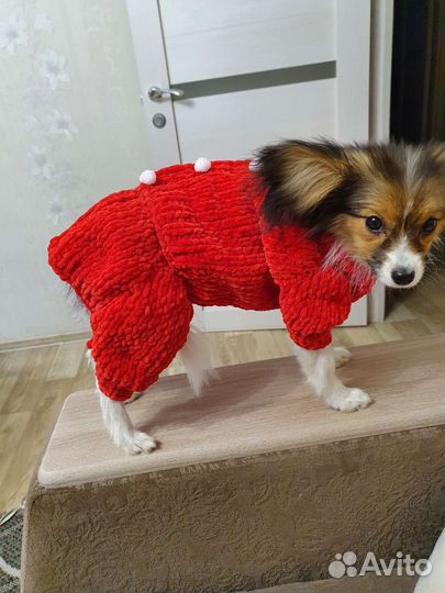 Одежда для собаки