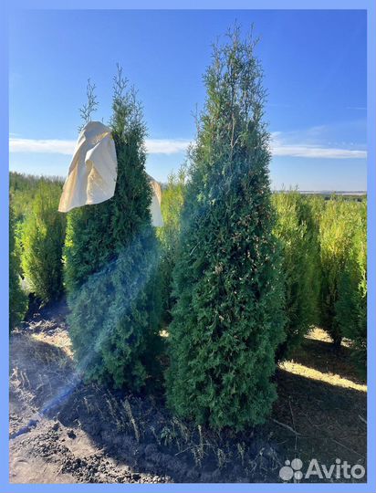 Туя Колумна для живой изгороди