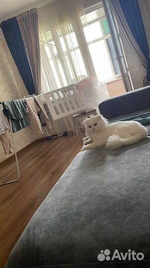 Шотладские котята