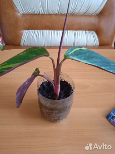 Строманта Мэджик Стар