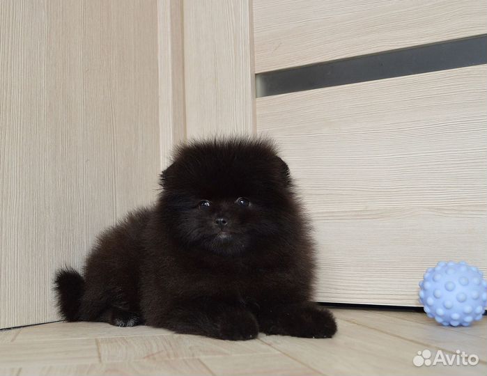 Щенки шпица