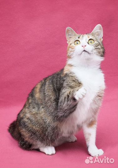 Кошка трехцветка Лима - счастье в дом