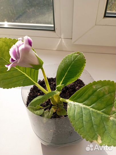 Глоксиния цветущая