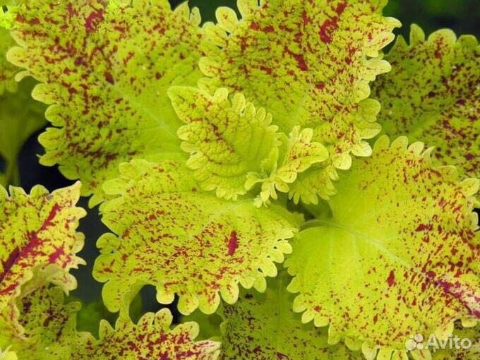 Колеусы много сортов 50р