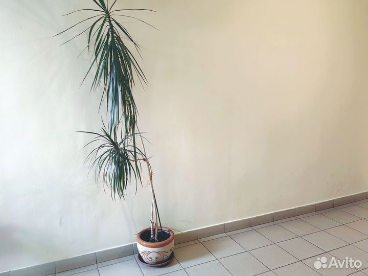 Драцена с горшком высота 2,5 метра