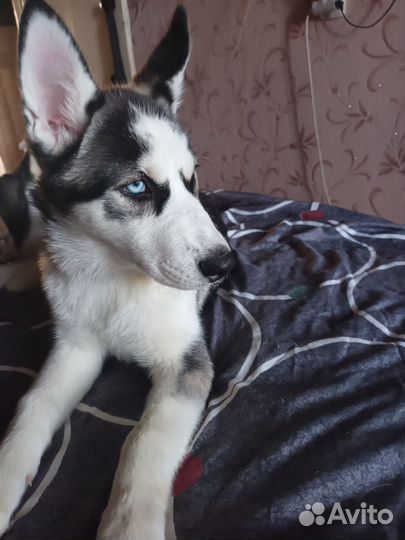 Продам щенка девочку Хаски