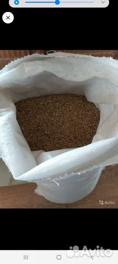 Расторопша семена (семя)