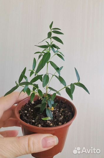 Миртовое дерево (мирт )