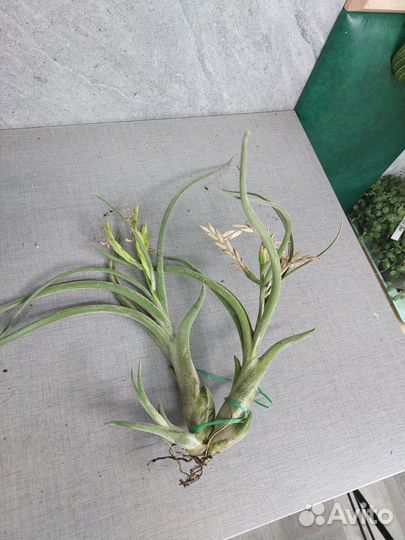 Тилландсия