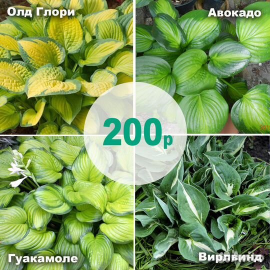 Обновление Сортовые хосты