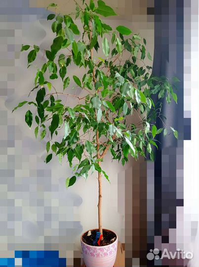 Фикус бенджамина большой