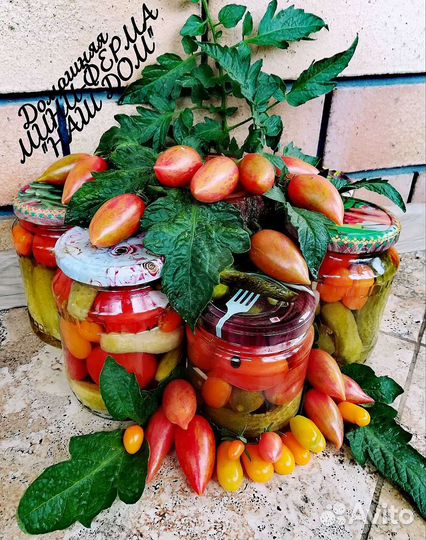 Домашние мини помидорки/карликовые огурчики(2023г)