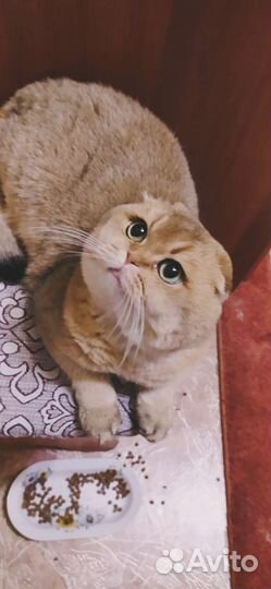 Шотландская