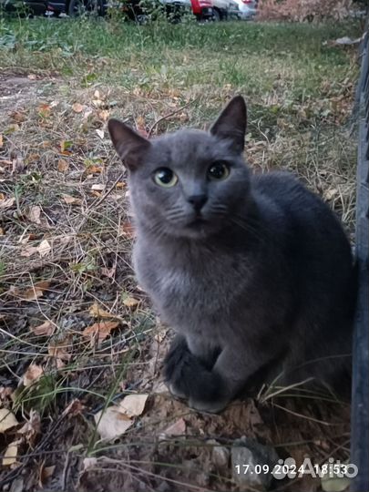 В добрые руки