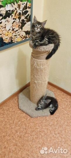 Котята мейн-кун