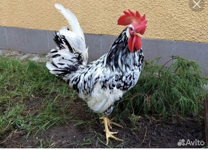 Инкубационное яйцо леггорн долматинец