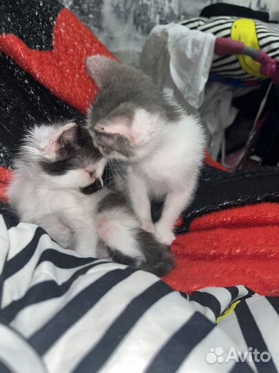 Котята в добрые руки