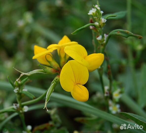 Семена Лядвенца Рогатого оптом