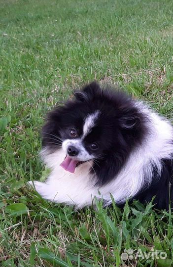 Шпиц померанский, взрослая сука мини