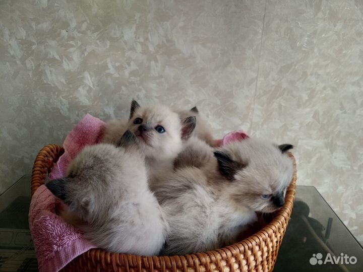 Тайские котята
