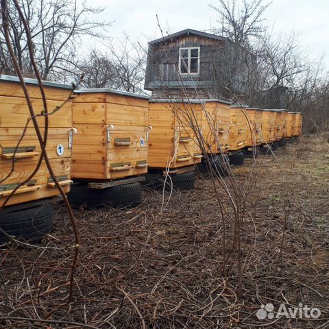 Пчелы и пчелопакеты среднерусские карника карпатк