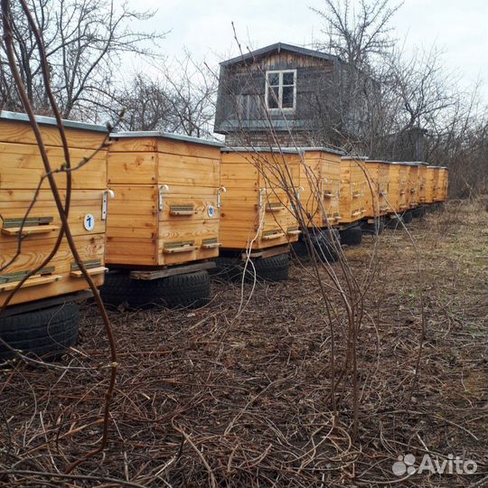 Пчелы среднерусские и карникаика карпатка