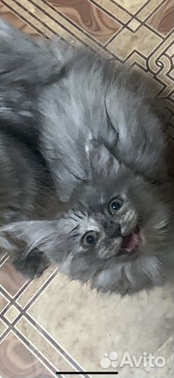 Кошки мейн-кун