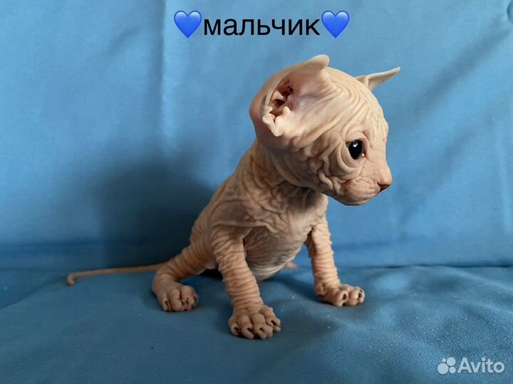 Канадский сфинкс