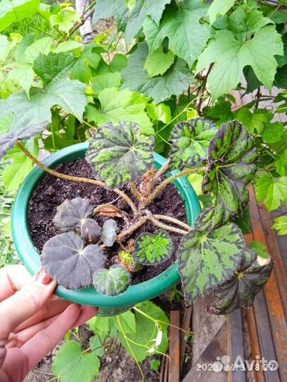 Каланхоэ лечебное