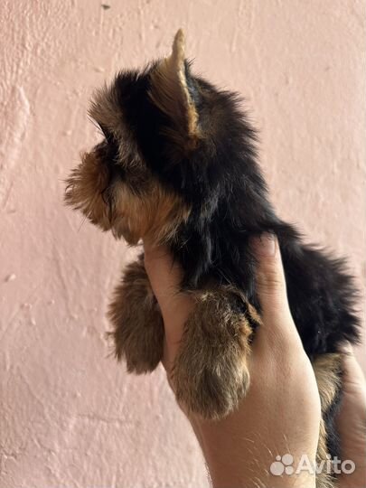 Йоркширский терьер (мини)