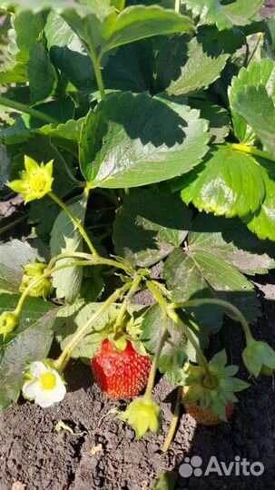 Рассада клубники