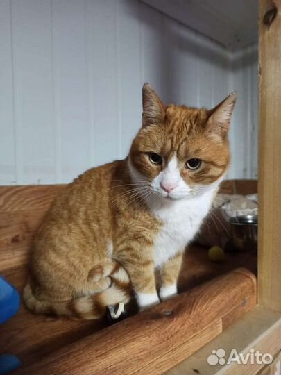 Рыжий кот Банзай в добрые руки бесплатно