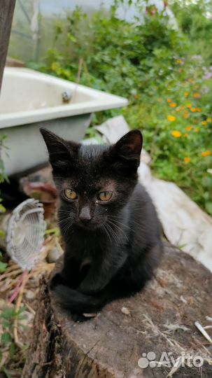 Пасхальные котята ищут заботливых хозяев
