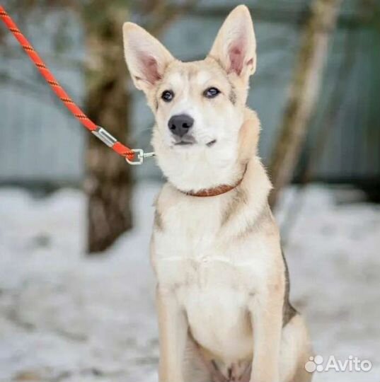 Мечтаете о умной собаке