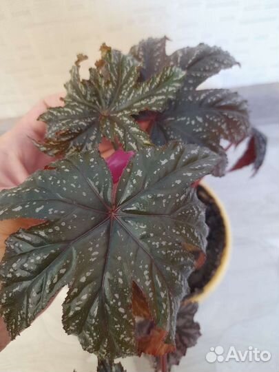 Бегония Грифон