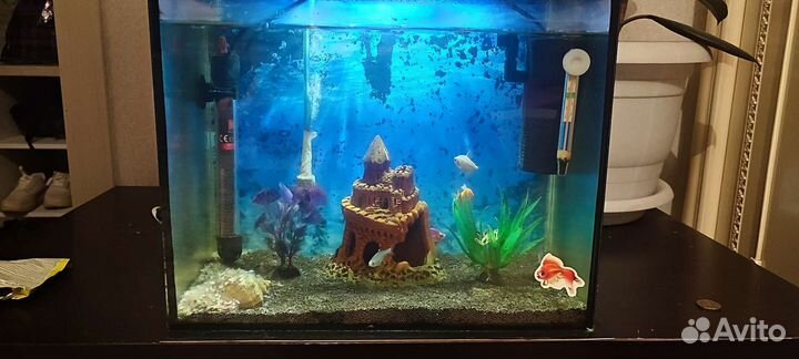 Аквариум с рыбками