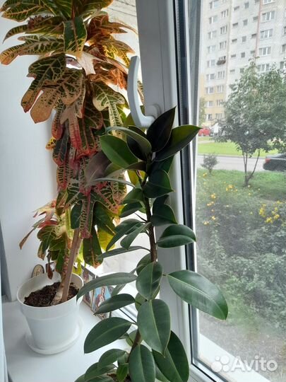 Комнатные цветы