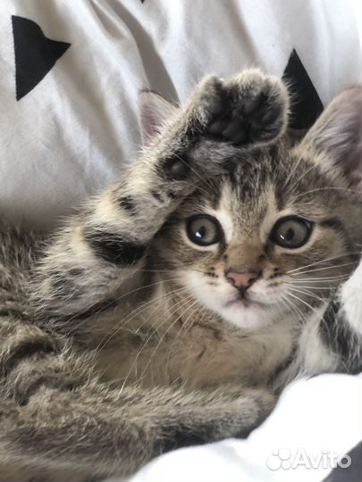 Кошечка в добрые руки