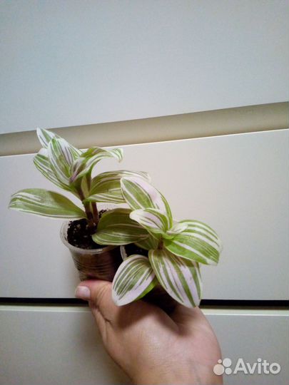 Разные комнатные растения