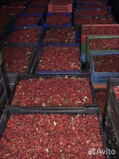 Брусника, черника