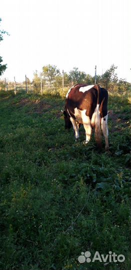 Коровы дойные молочные