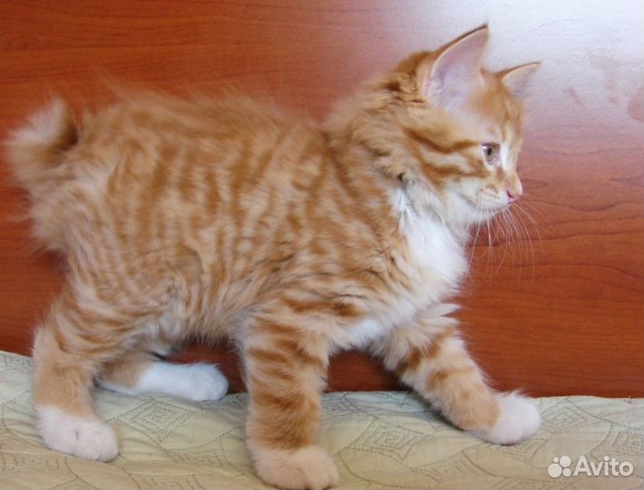 Курильский бобтейл котята