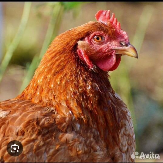 Куры несушки домашние