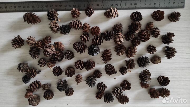 Шишки маленькие лиственница для рукоделия иподелок