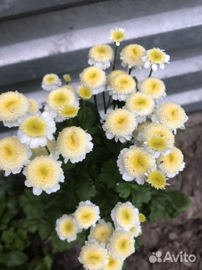 Многолетники для сада цветы