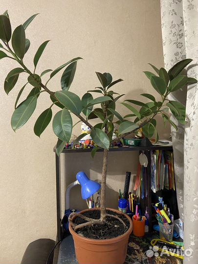 Фикус бенджамина